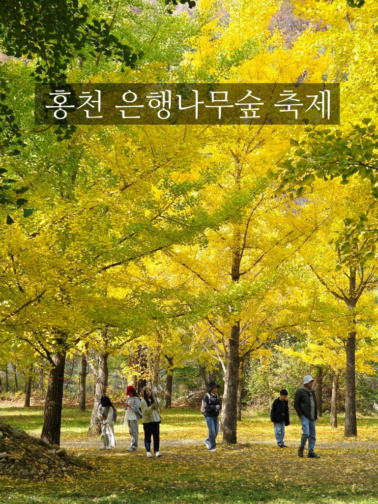 홍천의 가을 단풍 명소 일 년에 딱 한 번 10월에만 개방되는 비밀의 정원 홍천 은행나무숲 축제 : 네이버 블로그