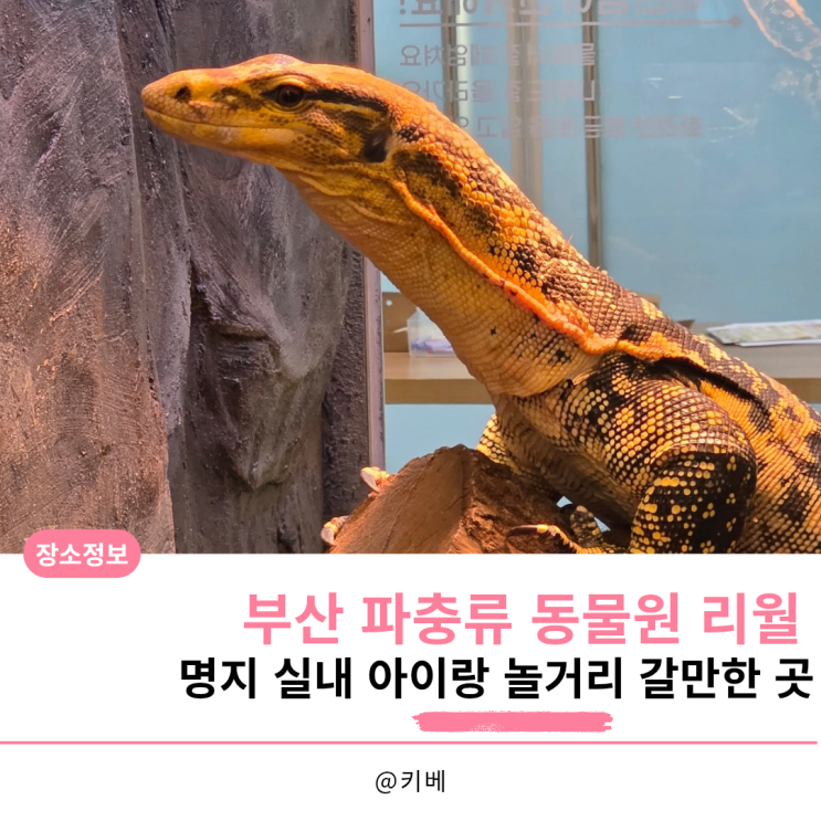 부산 파충류 동물원 리월, 명지 실내 아이랑 놀거리 갈만한곳 거북....