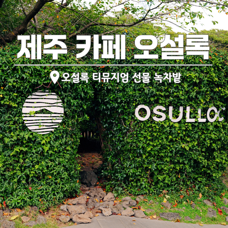 서귀포 카페 제주 오설록 티뮤지엄 선물 녹차밭 : 네이버 블로그