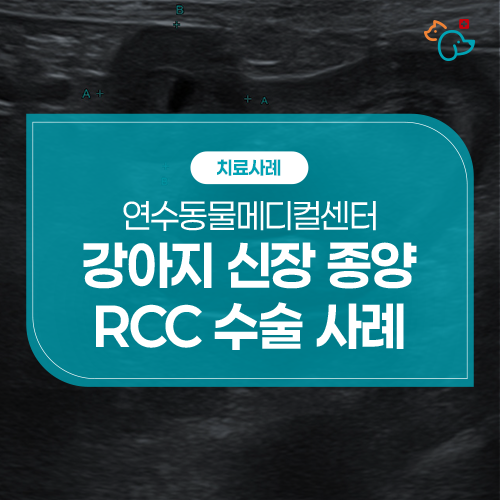 노령견 건강검진 중 발견된 신장 종양 RCC 수술 사례┃인천 연수동 연수동물메디컬센터 : 네이버 블로그
