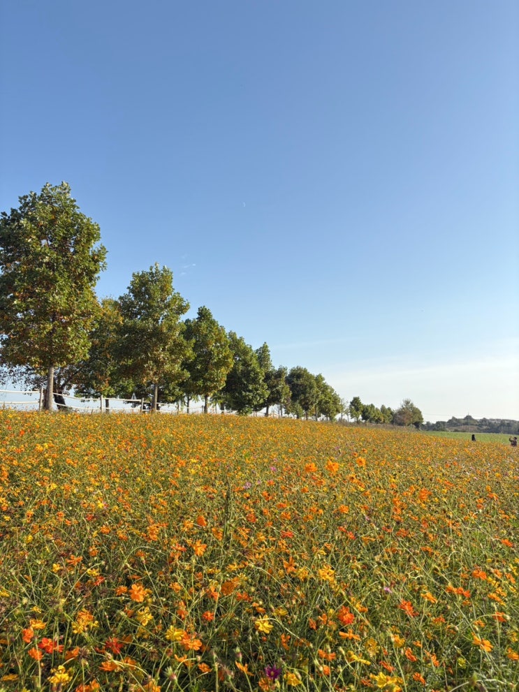 고창 가볼만한곳 학원농장 🌻 가을 코스모스 해바라기 꽃밭 입장료 다녀온 후기 : 네이버 블로그