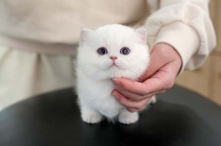 먼치킨종류 미뉴에트와 킬트는 어떻게 다를까 : 네이버 블로그