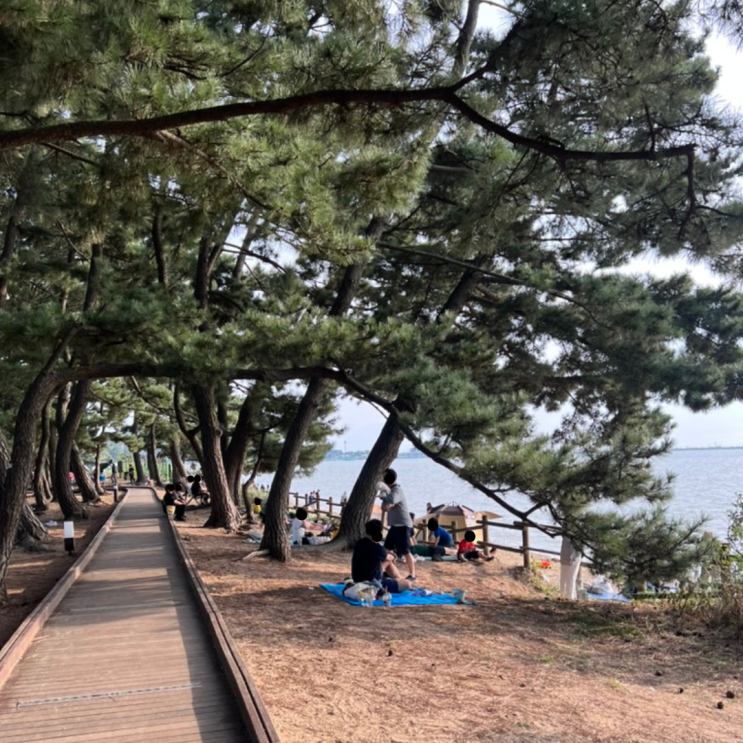 궁평항 솔밭 해송군락지 데크길 산책 후기 - 화성 아기랑 갈만한 곳, 주차장, 화장실, 위치 주소 : 네이버 블로그