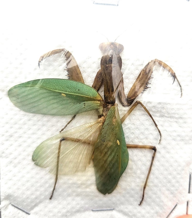 Hierodula sp.Timor(한국 최초 표본) : 네이버 블로그
