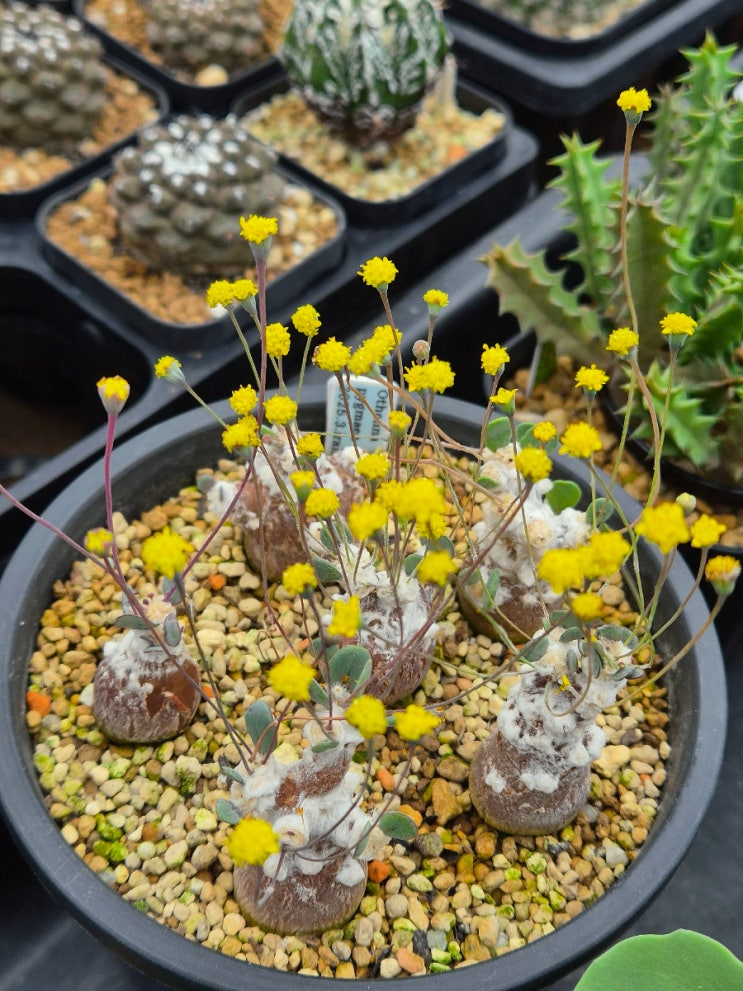 Othonna , Dioscorea : 네이버 블로그