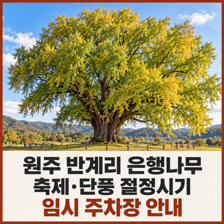원주 반계리 은행나무 축제 절정시기 임시 주차장 : 네이버 블로그