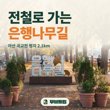 곡교천 은행나무길 산책, 전철로 가는 2.1km 노란 가을길