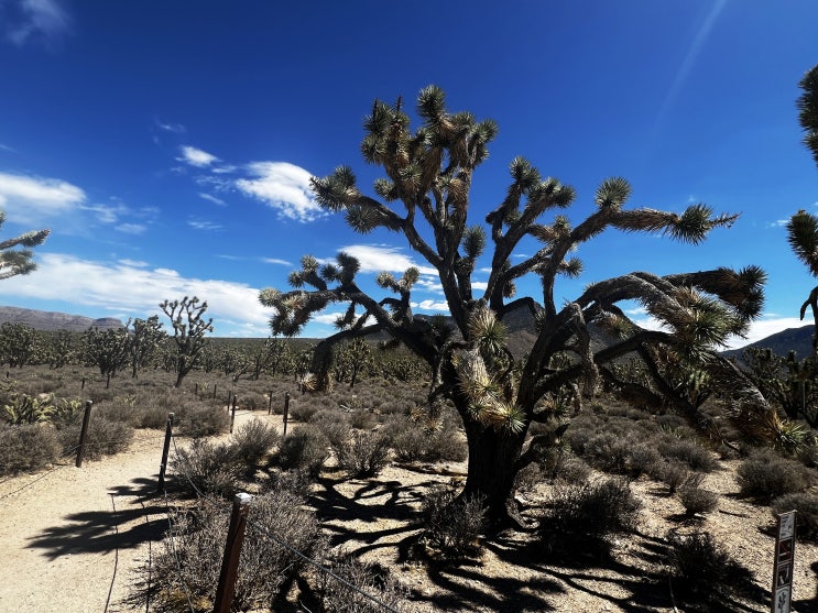 애리조나 - 죠수아 나무 숲에서 Joshua Tree Forest : 네이버 블로그
