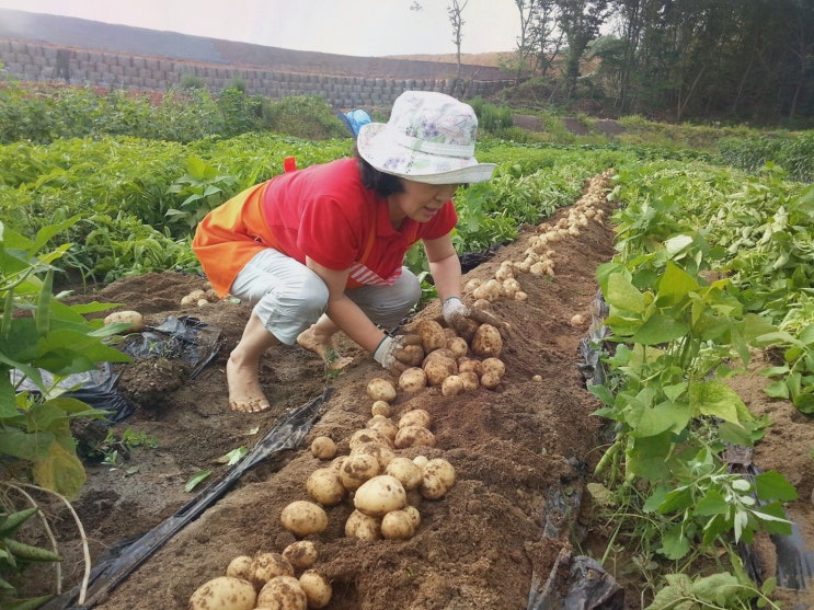 [맛집리뷰] 일산메기매운탕 한탄강매운탕 일산본점, 숙성 다대기와 무한 리필의 진수