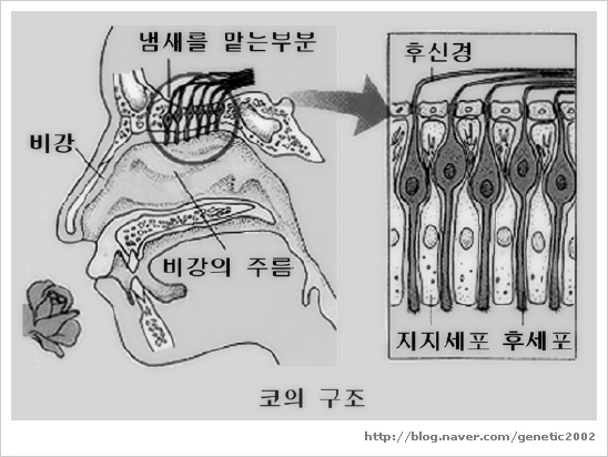 후각의 경우 왜 피로하여 냄새를 맡지 못하게 되나요? : 네이버 블로그