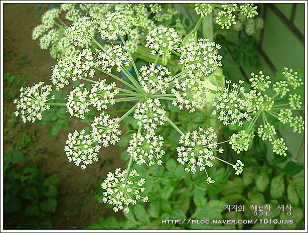 구릿대(백지(白芷),구리대,방향, 대활(大活),독활,굼배지) : 네이버 블로그