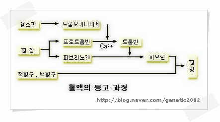 혈액응고 방지법 : 네이버 블로그 혈액응고 방지법 : 네이버 블로그