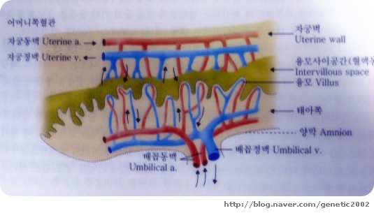 태반의 구조와 기능 : 네이버 블로그