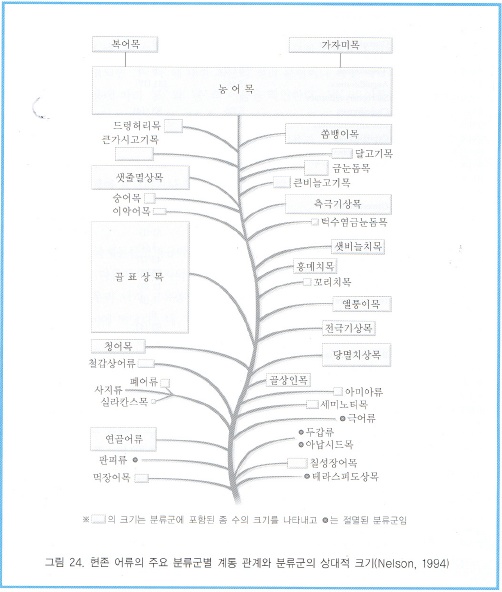 4.어류의 진화와 계통 분류 및 다양성 -계통과 다양성 : 네이버 블로그