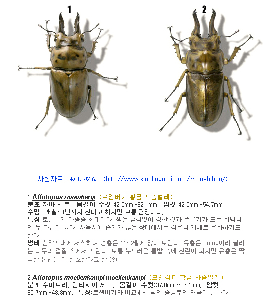 황금사슴벌레외 (Genus Allotopus, Mesotopus & Homoderus) : 네이버 블로그