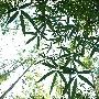 [훌쩍 떠난 여행] 담양 대나무골 테마공원 (20061002)