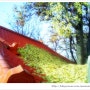 빨강 지붕위에 쌓인 가을의 흔적