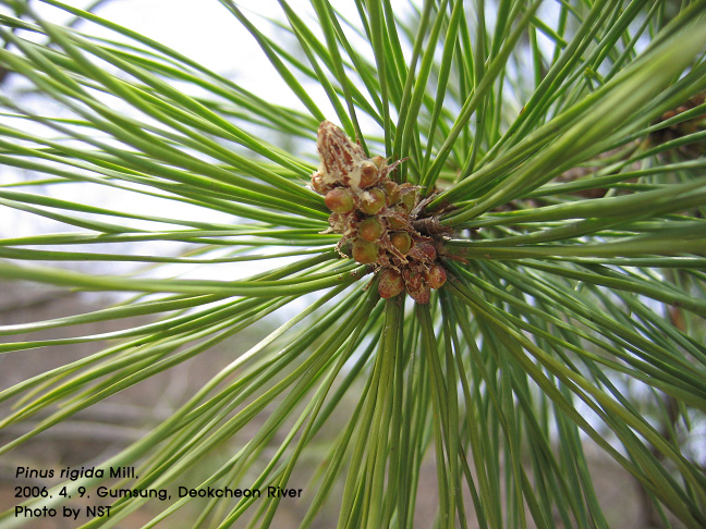 리기다소나무(Pinus rigida Mill.) : 네이버 블로그