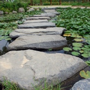 대전 수목원 연못