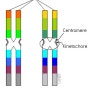 염색체 Chromosome 의 구조