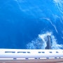 마우이섬 투어 - 돌고래를 찾아서