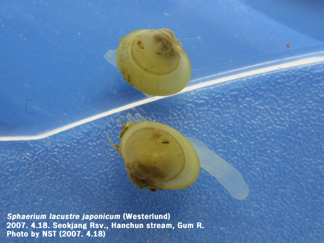 삼각산골조개(Sphaerium lacustre japonicum (Westerlund)) : 네이버 블로그