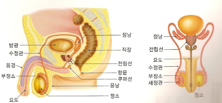 남성 생식계 정면도