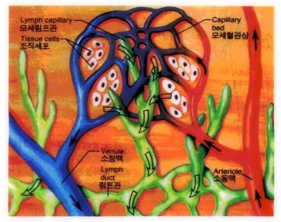 림프관은 열려있나요? 막혀있나요? - 림프이동의 원동력은요?? : 네이버 블로그
