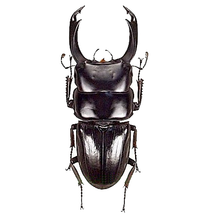 리쯔메 셑수로이 왕사슴벌레(Dorcus ritsemae setsuroi) : 네이버 블로그