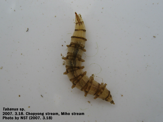 등에속(Tabanus sp.) : 네이버 블로그