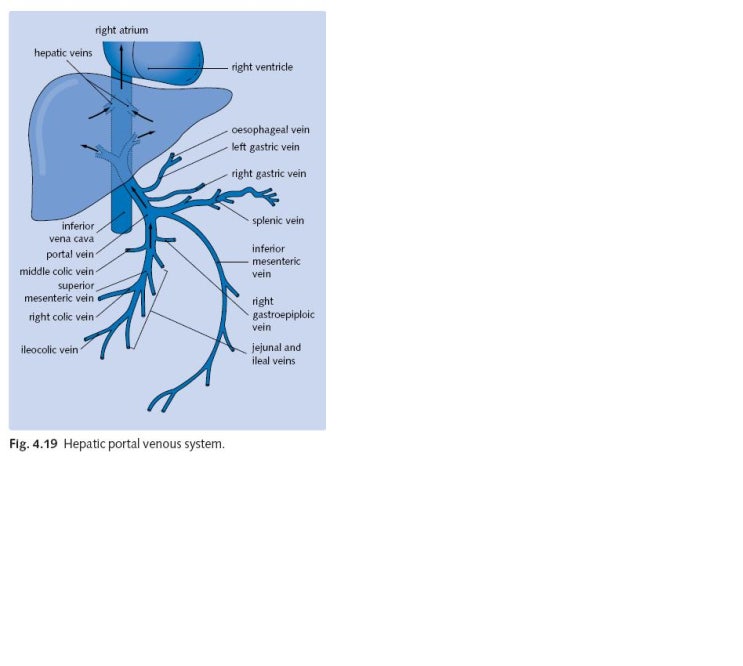 Hepatic portal vein과 그 주변 혈관들입니다. : 네이버 블로그 Biology Diagrams