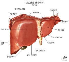 간,담도,췌장의 구조 및 기능 : 네이버 블로그