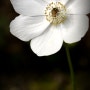 하얀 꽃