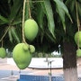 망고(Mangue) 나무의 열매-새끼 열매가 귀엽죠?
