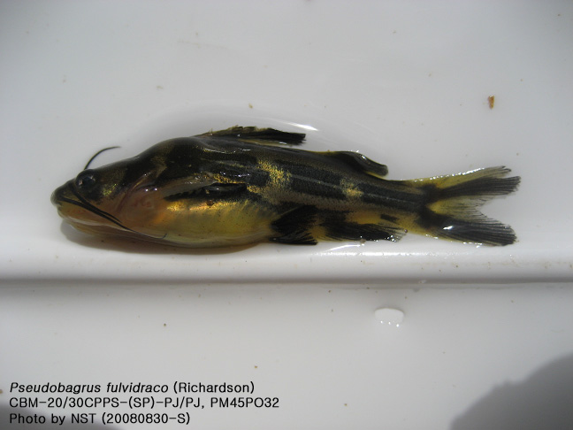 동자개(Pseudobagrus fulvidraco (Richardson)) : 네이버 블로그