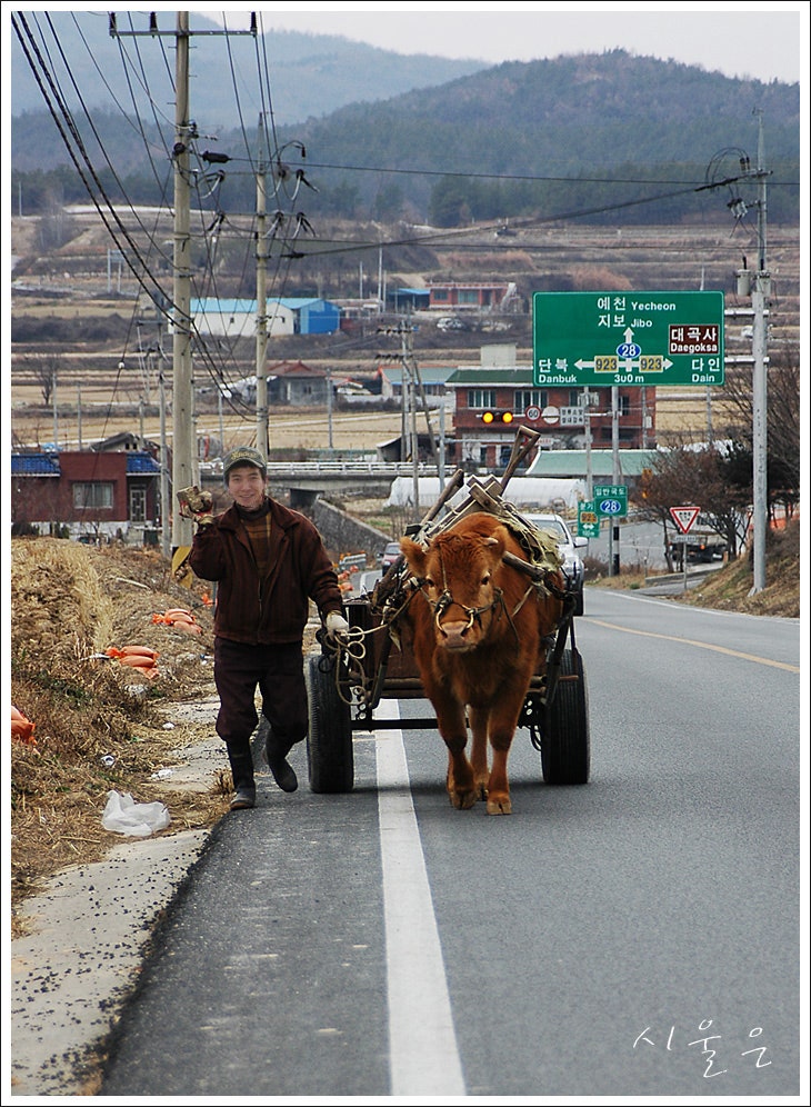 소 달구지 끄는....... : 네이버 블로그