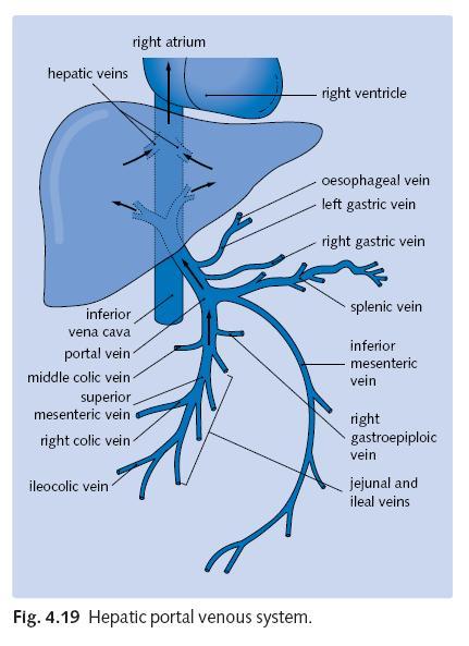 portal vein anatomy