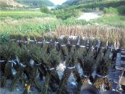 검은깨와 참깨의 특징 : 네이버 블로그