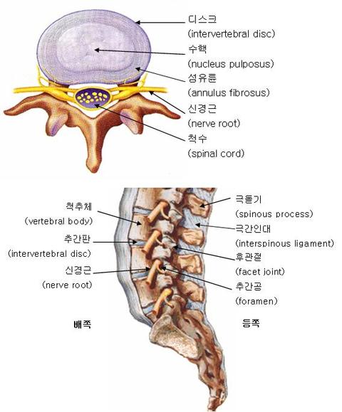 디스크(추간판)의 구조 와 역할 : 네이버 블로그