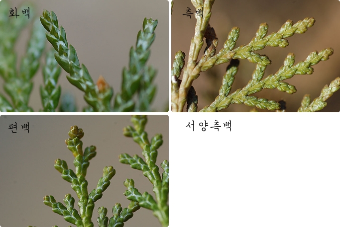 편백,화백,측백 구분하기 : 네이버 블로그