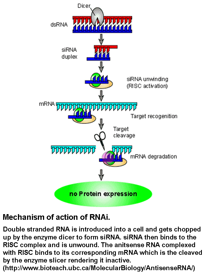Антисенс РНК. Sirna. РНК интерференция механизм. Double Stranded RNA.
