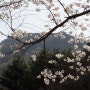 속리산 산행3 - 산행에서 만난 꽃3