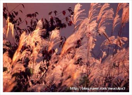 俳句 狐火の 與謝蕪村 하이쿠 요사 부송 97 네이버 블로그 俳句 狐火の 與謝蕪村 하이쿠 요사 부송 97 네이버 블로그