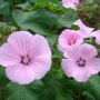 lavatera mallow ^^*