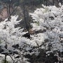 속리산 산행4-산행에서 만난 꽃3