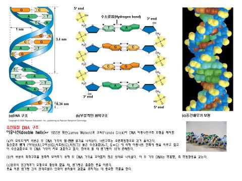 DNA 모형 만들기 : 네이버 블로그