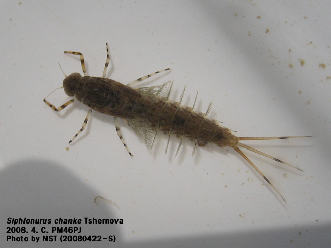 옛하루살이(Siphlonurus chanke Tshernova) : 네이버 블로그