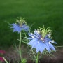 Nigella damascena