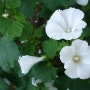 lavatera mallow ^^*