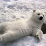 [펌] 북극곰, 멸종위기 ‘적색목록’ 올라